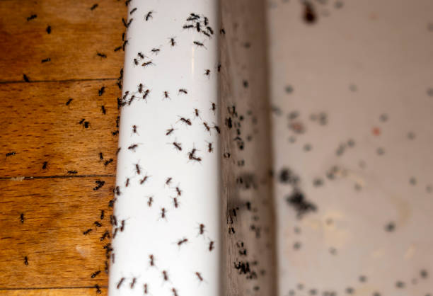 Trusted North Spearfish, SD Pest Control Experts