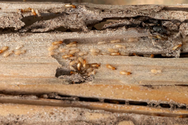 Best Residential Pest Control  in North Spearfish, SD
